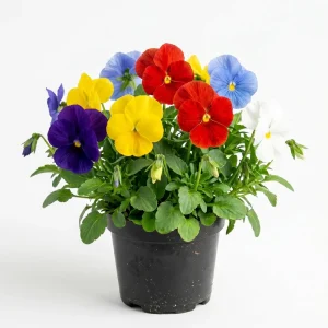 Colorful Pansy Live Plant - 4