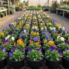 Colorful Pansy Live Plant - 4" Pot Vibrant Violas Flowers for Garden Planting - Image 1