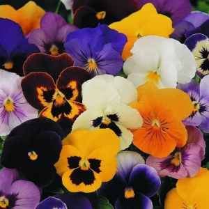 Colorful Pansy Live Plant - 4