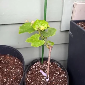 Concord Grape Live Plant Bare Root - Sweet Grapevine, 6-12
