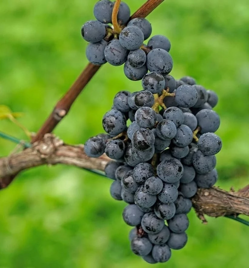 Concord Grape Live Plant Bare Root - Sweet Grapevine, 6-12" Tall, Zone 5-9 - Image 7