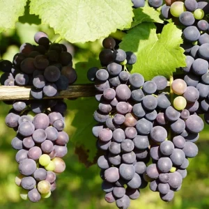 Concord Grape Vine Live Plant – Sweet Purple Blue Grapes – 6-12