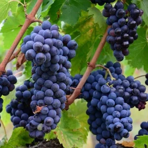 Concord Grape Vine Live Plant – Sweet Purple Blue Grapes – 6-12
