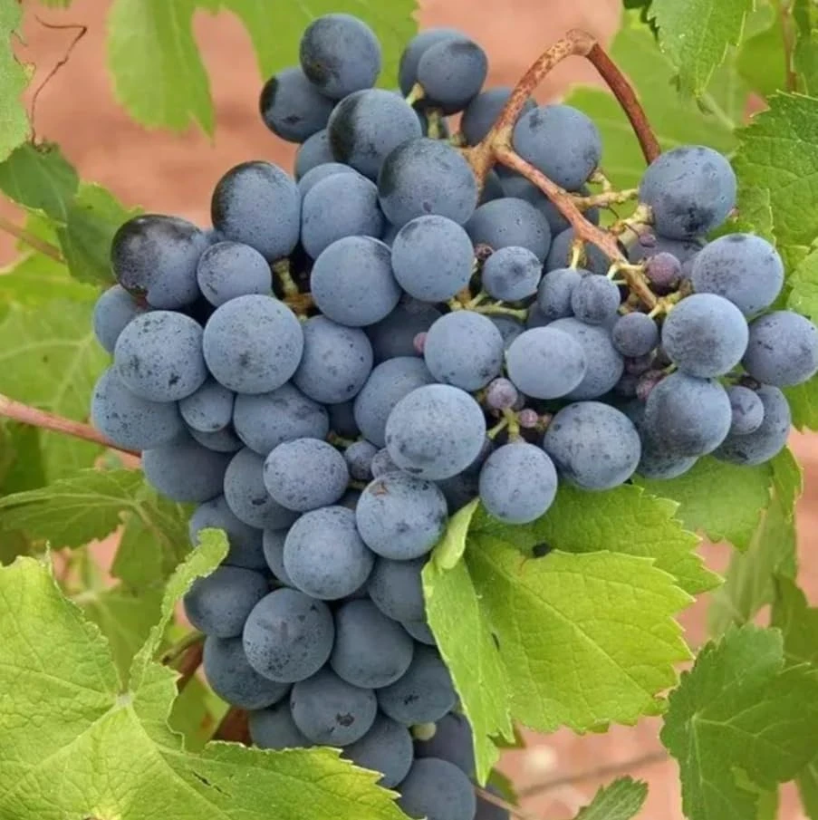 Concord Grape Vine Live Plant – Sweet Purple Blue Grapes – 6-12" Tall – Outdoor Fruit - Image 5