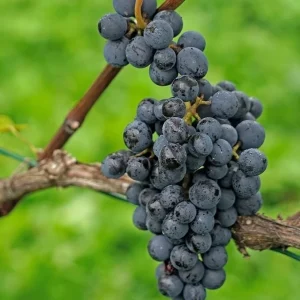 Concord Grape Vine Live Plant – Sweet Purple Blue Grapes – 6-12