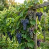 Concord Grape Vine Live Plant – Sweet Purple Blue Grapes – 6-12" Tall – Outdoor Fruit - Image 1