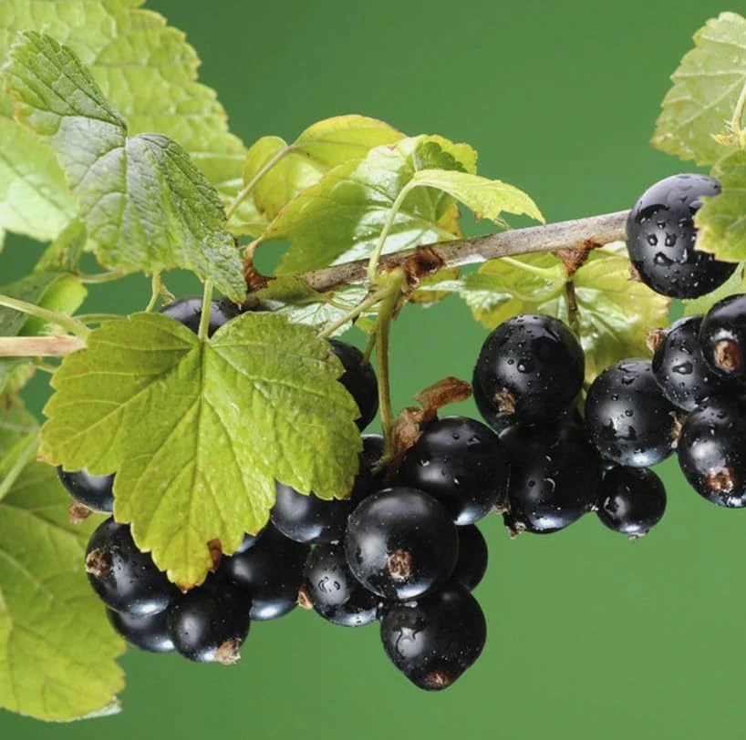 Consort Black Currant Live Plant - 6-12" Dormant Shrub, Cold Hardy, Zone 3-8 - Image 2