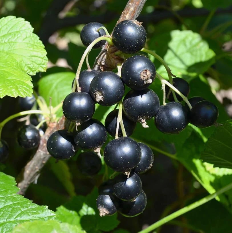 Consort Black Currant Live Plant - 6-12" Dormant Shrub, Cold Hardy, Zone 3-8 - Image 3