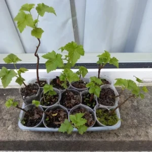 Consort Black Currant Live Plant - 6-12