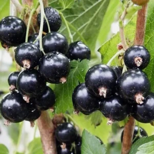 Consort Black Currant Live Plant - 6-12