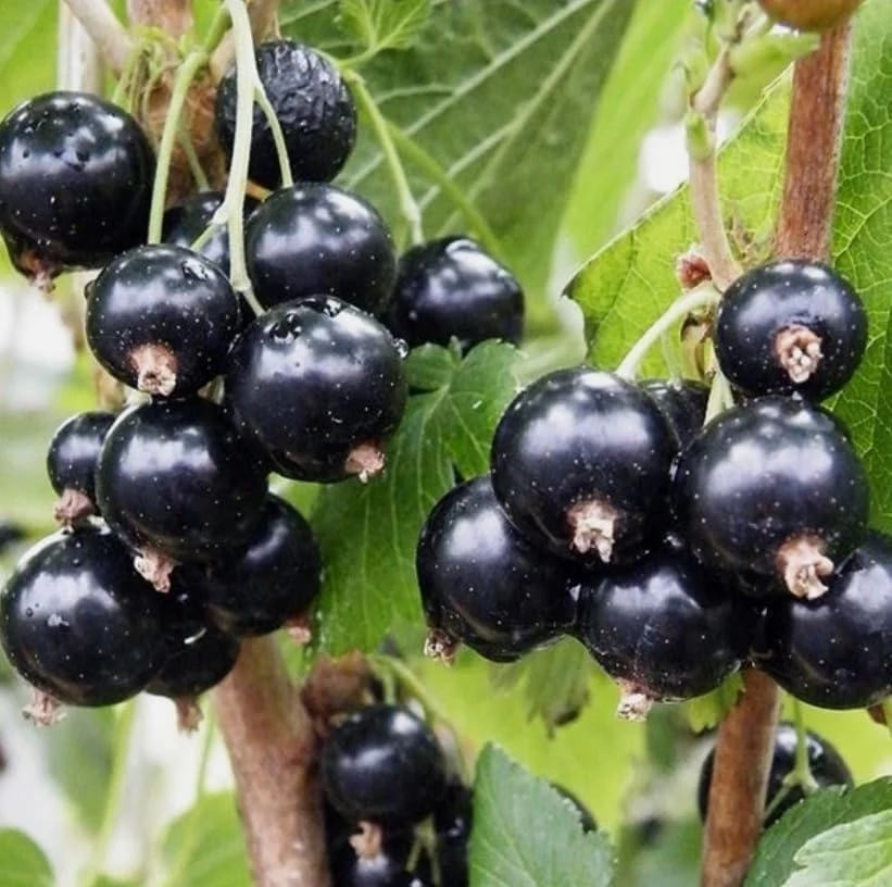Consort Black Currant Live Plant - 6-12" Dormant Shrub, Cold Hardy, Zone 3-8 - Image 5