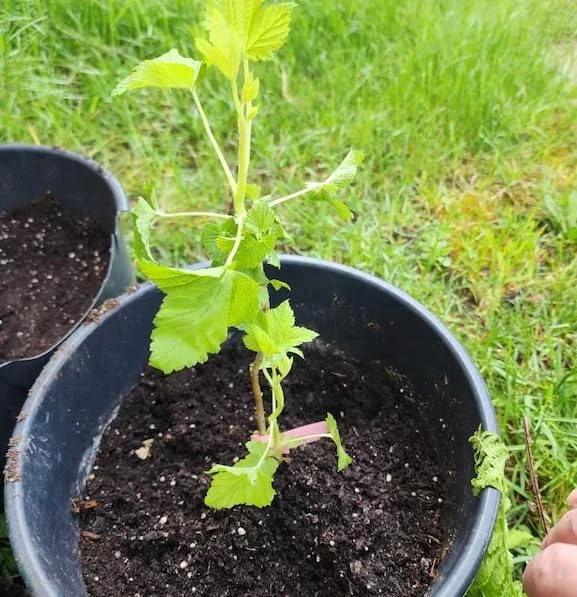 Consort Black Currant Live Plant - 6-12" Dormant Shrub, Cold Hardy, Zone 3-8 - Image 6