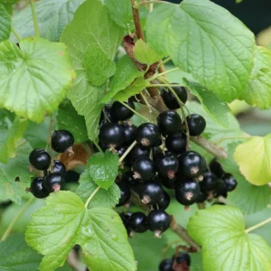 Consort Black Currant Live Plant - Cold Hardy Shrub - 6-12