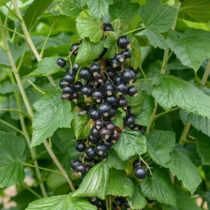 Consort Black Currant Live Plant - Cold Hardy Shrub - 6-12
