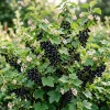 Consort Black Currant Live Plant - Cold Hardy Shrub - 6-12" Tall Bare Root - Image 1