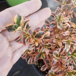 Coprosma Rainbow Surprise Mirror Plant – Live Plant – 6 Inch Pot – Indoor/Outdoor - Image 2