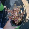 Coprosma Rainbow Surprise Mirror Plant – Live Plant – 6 Inch Pot – Indoor/Outdoor - Image 1