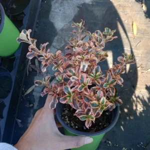Coprosma Rainbow Surprise Mirror Plant – Live Plant – 6 Inch Pot – Indoor/Outdoor - Image 1