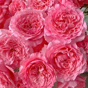 Corail Gelee Rose Live Plant - Fragrant, Heat & Disease Resistant Coral Blooms - Image 2