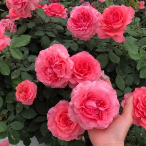 Corail Gelee Rose Live Plant - Fragrant, Heat & Disease Resistant Coral Blooms - Image 3
