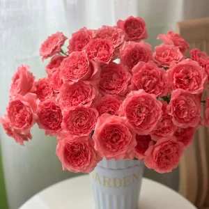 Corail Gelee Rose Live Plant - Fragrant, Heat & Disease Resistant Coral Blooms - Image 5