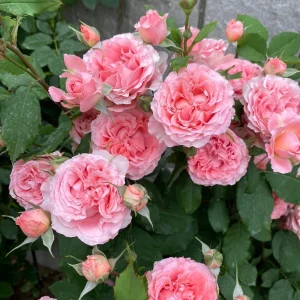 Corail Gelee Rose Live Plant - Fragrant, Heat & Disease Resistant Coral Blooms - Image 6