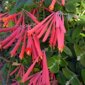 Coral Honeysuckle 'Honey Coral' Live Starter Plant - Native, Deer Resistant, Zones 5-9 - Image 1