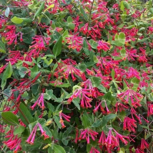 Coral Honeysuckle 'Honey Coral' Live Starter Plant - Native, Deer Resistant, Zones 5-9 - Image 2