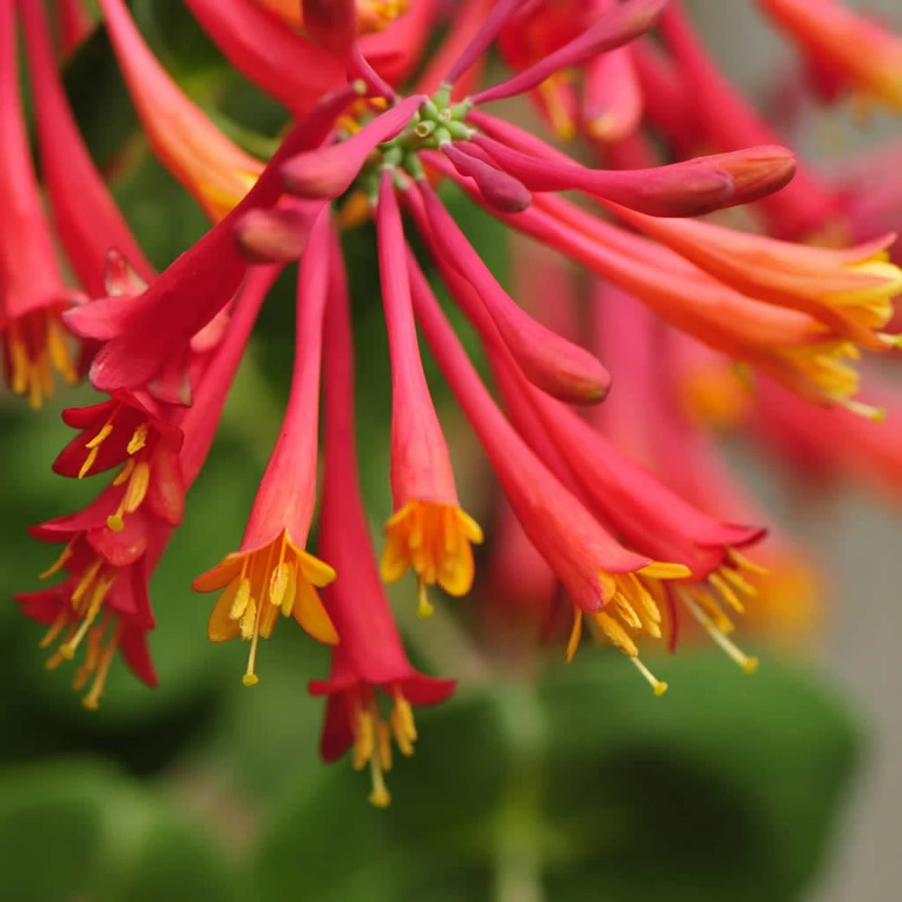 Coral Honeysuckle 'Honey Coral' Live Starter Plant - Native, Deer Resistant, Zones 5-9 - Image 3