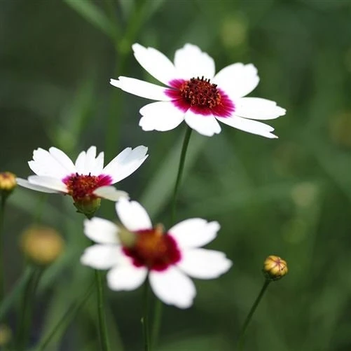 Coreopsis Ice Wine Perennial Live Plant - 2.5x3.5 inch Pot - Full Sun, Zones 4-9 - Image 2