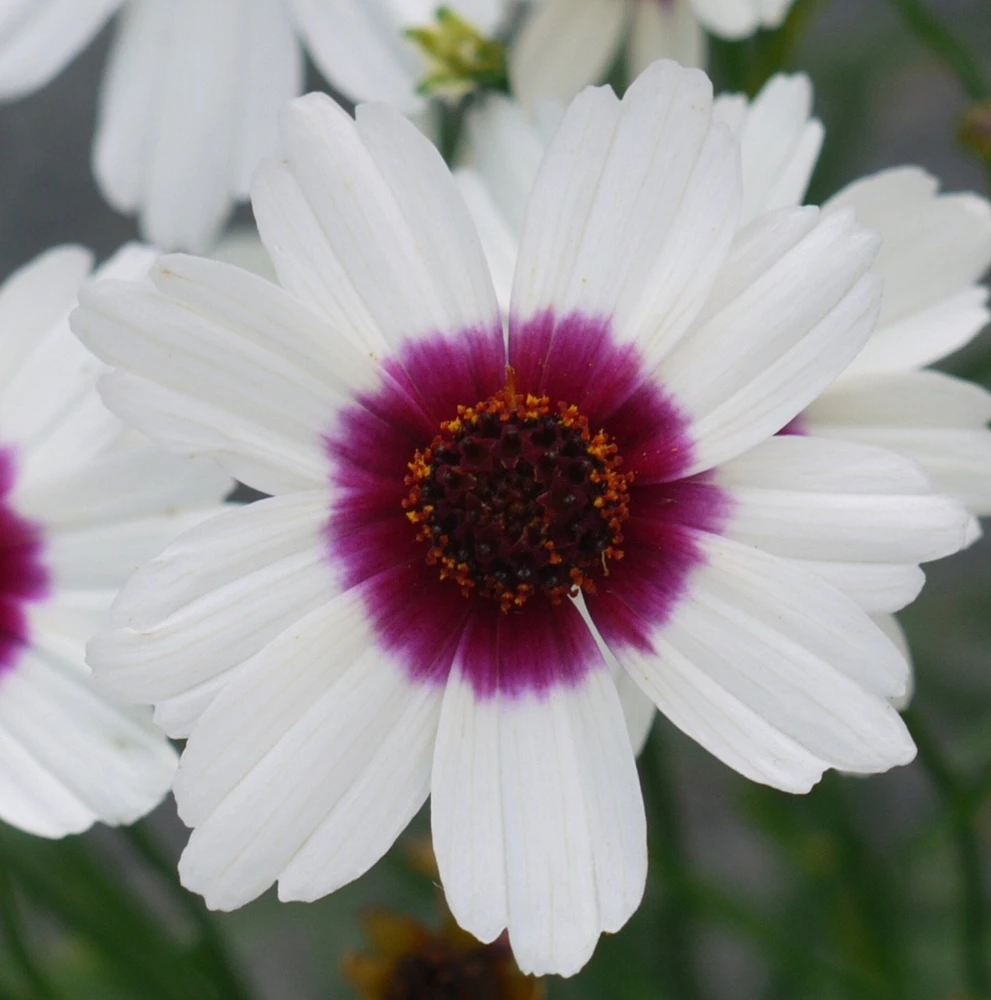 Coreopsis Ice Wine Perennial Live Plant - 2.5x3.5 inch Pot - Full Sun, Zones 4-9 - Image 3