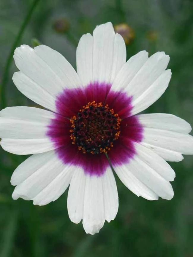 Coreopsis Ice Wine Perennial Live Plant - 2.5x3.5 inch Pot - Full Sun, Zones 4-9 - Image 1