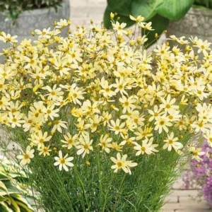 Coreopsis 'Moonbeam' Live Plant - Threadleaf Coreopsis - Yellow Perennial Starter Plant in 2.5