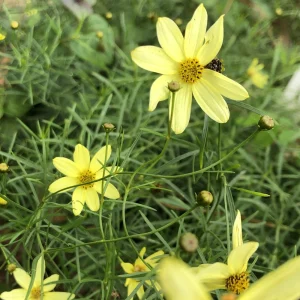 Coreopsis 'Moonbeam' Live Plant - Threadleaf Coreopsis - Yellow Perennial Starter Plant in 2.5