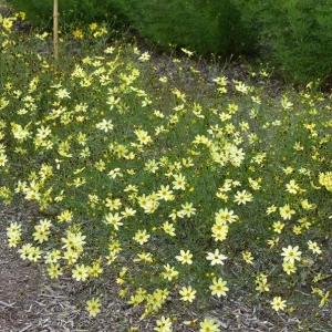 Coreopsis 'Moonbeam' Live Plant - Threadleaf Coreopsis - Yellow Perennial Starter Plant in 2.5