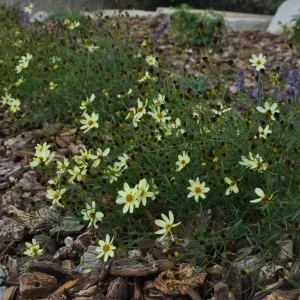 Coreopsis 'Moonbeam' Live Plant - Threadleaf Coreopsis - Yellow Perennial Starter Plant in 2.5