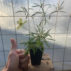 Coreopsis 'Moonbeam' Live Plant - Threadleaf Coreopsis - Yellow Perennial Starter Plant in 2.5