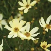Coreopsis 'Moonbeam' Live Plant - Threadleaf Coreopsis - Yellow Perennial Starter Plant in 2.5" Pot - Image 1
