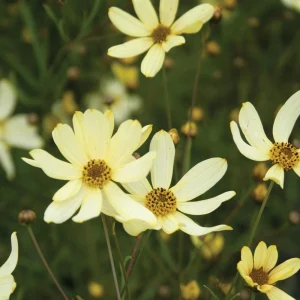 Coreopsis 'Moonbeam' Live Plant - Threadleaf Coreopsis - Yellow Perennial Starter Plant in 2.5