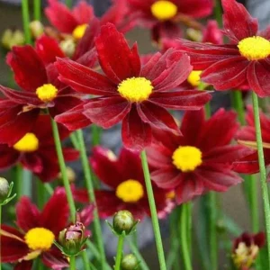 Coreopsis 'Red Satin' Live Plant - Ruby Red Flowers, Perennial, 3 inch Pot - Image 3