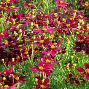 Coreopsis 'Red Satin' Live Plant - Ruby Red Flowers, Perennial, 3 inch Pot - Image 1