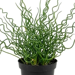 Corkscrew Rush Live Plant – Juncus effusus 'Spiralis' – Twisted Ornamental Grass – 2