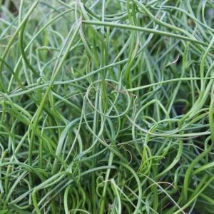 Corkscrew Rush Live Plant – Juncus effusus 'Spiralis' – Twisted Ornamental Grass – 4 inch Pot – Indoor/Outdoor - Image 4