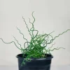 Corkscrew Rush Live Plant – Juncus effusus 'Spiralis' – Twisted Ornamental Grass – 2" Pot – Indoor/Outdoor - Image 1