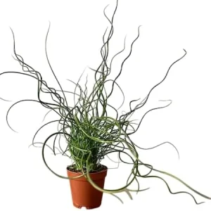 Corkscrew Rush Live Plant – Juncus effusus 'Spiralis' – Twisted Ornamental Grass – 4 inch Pot – Indoor/Outdoor - Image 5