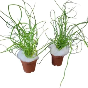 Corkscrew Rush Live Plant – Juncus effusus 'Spiralis' – Twisted Ornamental Grass – 4 inch Pot – Indoor/Outdoor - Image 6