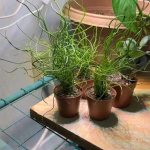 Corkscrew Rush Live Plant – Juncus effusus 'Spiralis' – Twisted Ornamental Grass – 2