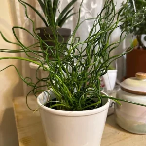 Corkscrew Rush Live Plant – Juncus effusus 'Spiralis' – Twisted Ornamental Grass – 4 inch Pot – Indoor/Outdoor - Image 7