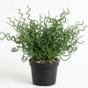 Corkscrew Rush Live Plant – Juncus effusus 'Spiralis' – Twisted Ornamental Grass – 4 inch Pot – Indoor/Outdoor - Image 1