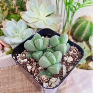 Corpuscularia Lehmannii Ice Plant Live Succulent - 2 inch Potted Plant - Image 7